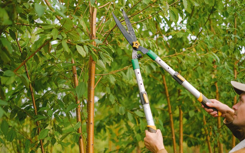 Tree trimming in Tuttle, ND