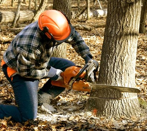 Tree Removal in Tuttle, ND